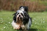 LHASSA APSO 290